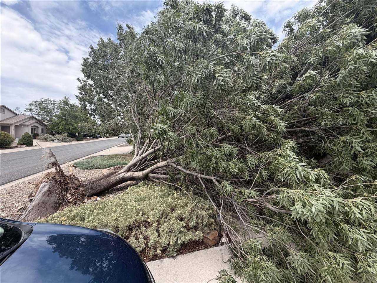 Large tree uprooted across a Prescott Valley front yard after a monsoon storm