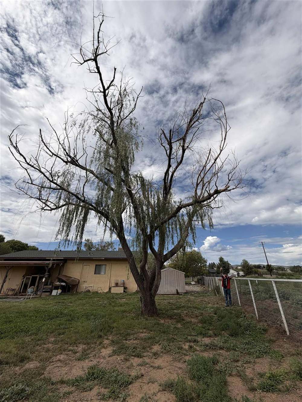 Assessing a large dead willow for removal on a rural property near Prescott