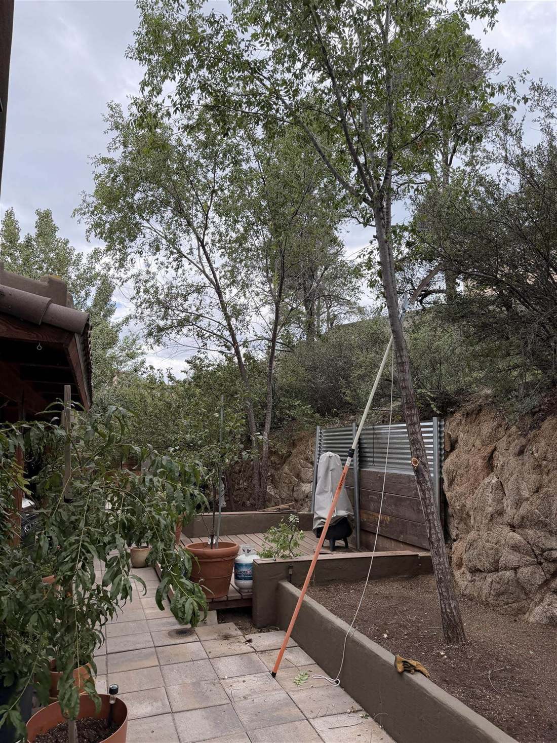 Rigging a tree for removal in a tight hillside backyard above a paver patio